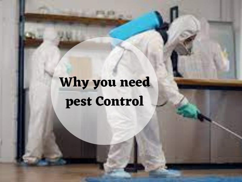 Why you need pest Control